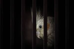 Alleged wildlife trafficker arrested after attempting to smuggle 50 bird eggs at OR Tambo