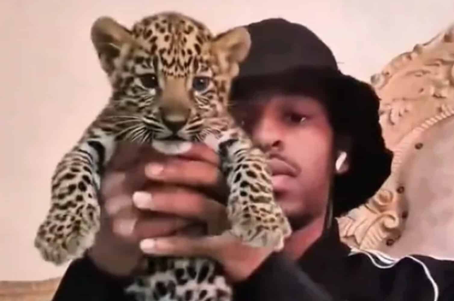 WATCH: NSPCA verifying authenticity of videos showing man raising a leopard cub