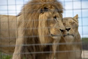 Government called to honour commitment to end SA's captive lion industry