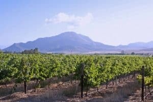 Closure of Fruits Products Western Cape