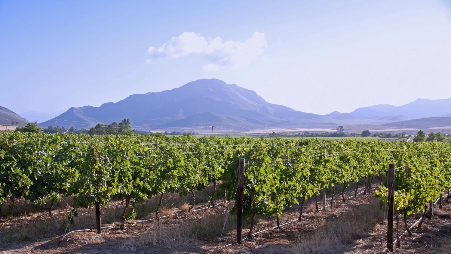 Cosatu slams 'reckless decision' as Premier Foods closes Western Cape fruit plant