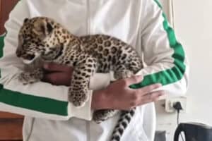 Man attempts to raise leopard in the township.