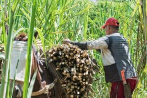 Tongaat Hulett Delay in paying cane growers
