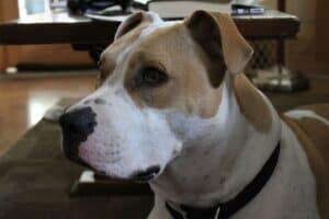 Dogs-medicine-shortage-epilepsy