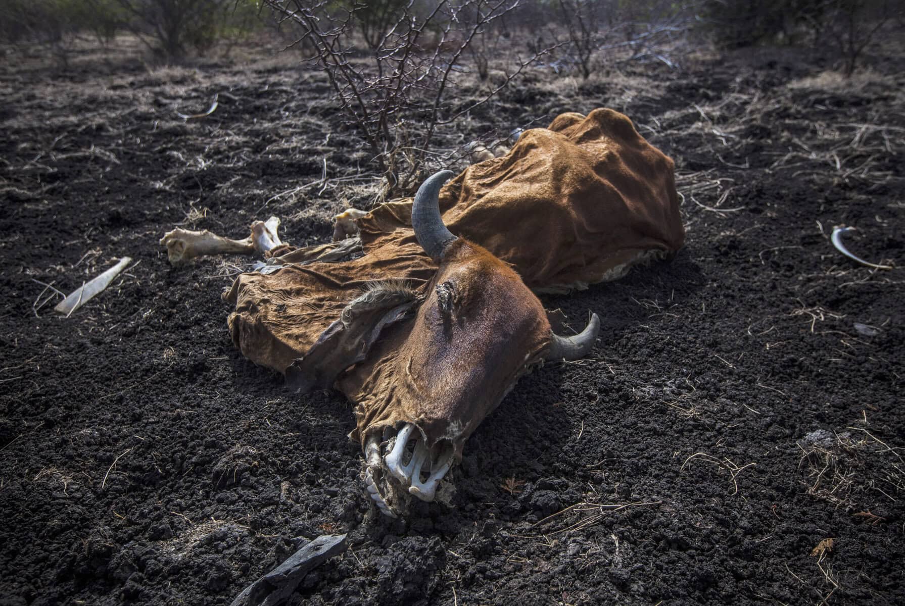 El Niño threat puts SA's water and food security at risk