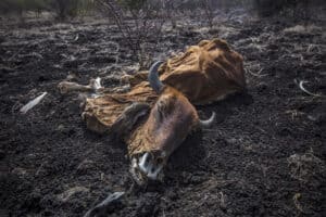 El Niño threat puts SA’s water and food security at risk