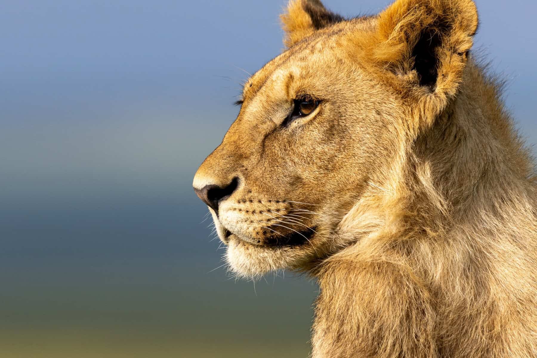 National Geographic's 'Lion' took four years, 20 lions and an unpredictable star to make