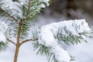 snow cold front south africa Johannesburg Gauteng