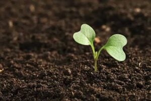 Soil