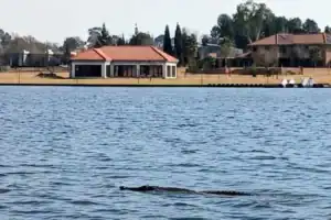 Vaal River Crocodile Hunt: Predator still on the loose