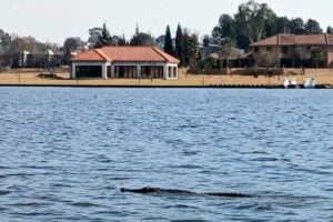 Crocodile in the Vaal: Capture Plan, R20k reward and community on alert