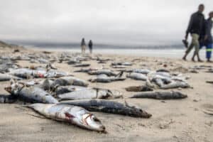 Dead Pilchards Wash Ashore On Cape Town Beaches