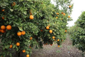 Farmers raise alarm over Tekwane citrus farm development plans