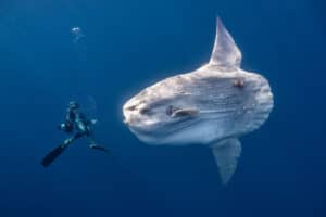 Ocean Photographer of the Year Awards