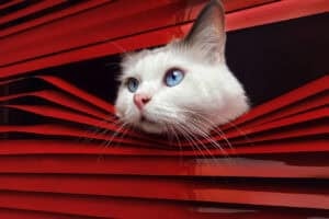 International Pet Photography Awards