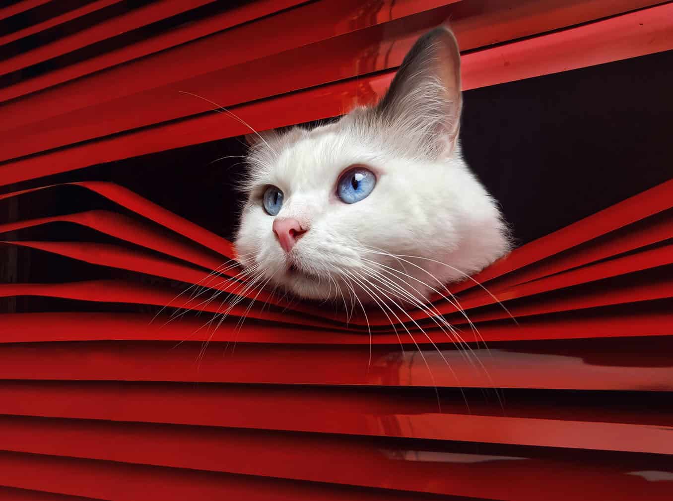 PICTURES: The world's most photogenic pets steal the spotlight