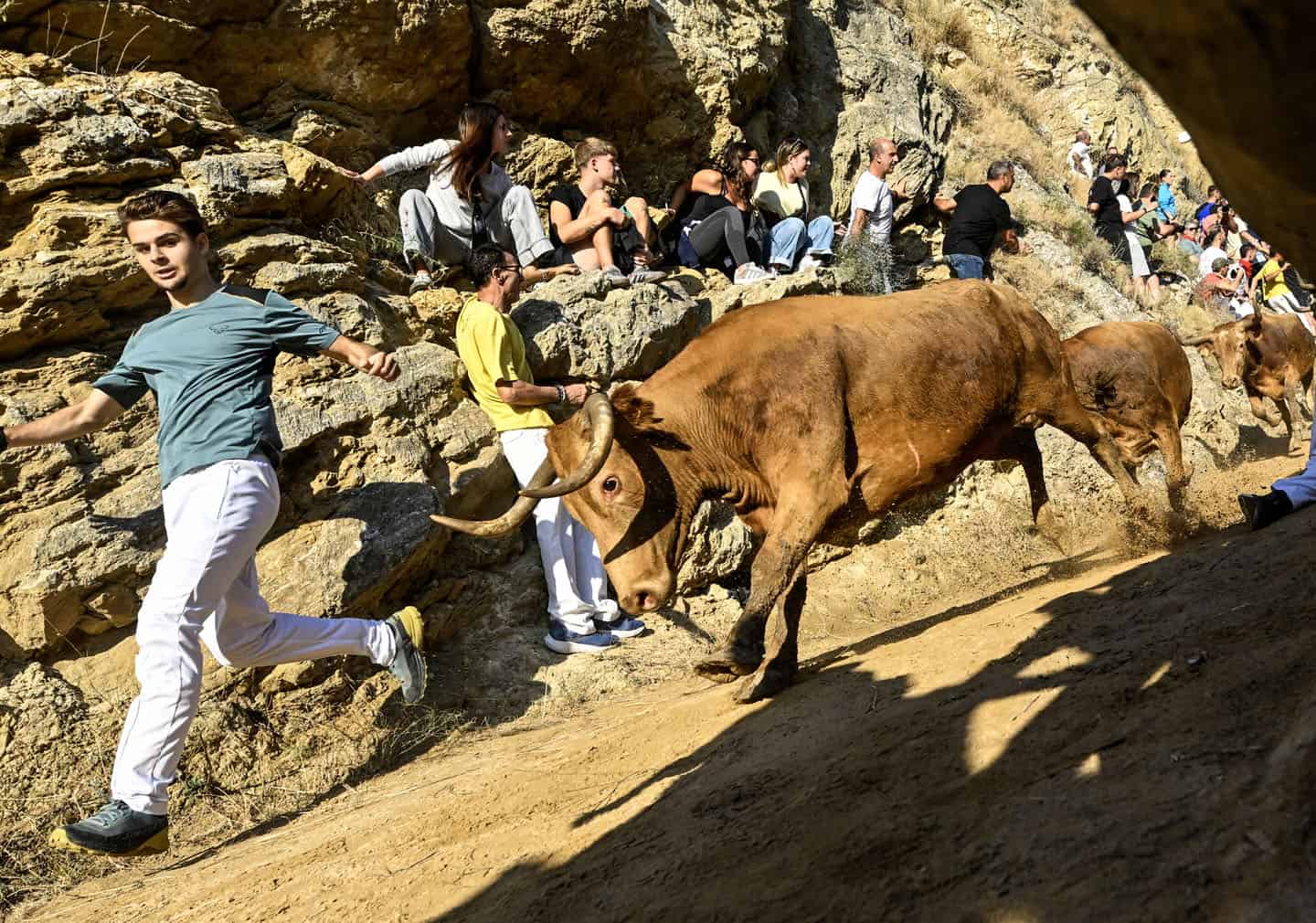 A participant runs in front of heifers, or young cows, during the Encierro del Pilon in the Navarrese town of Falces, northeastern Spain, on August 18, 2026. Participants of the Encierro del Pilon have to run in front of the heifers to guide them along a narrow, downhill path with the mountain wall on one side and the cliff on the other. (Photo by ANDER GILLENEA / AFP)