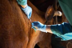 Private sector to help boost local FMD vaccine production