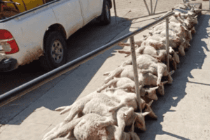 Police hunt stock thief after costly sheep slaughter in Free State