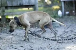 A suspended fine for chaining, wounding and forcing sick dogs to fight