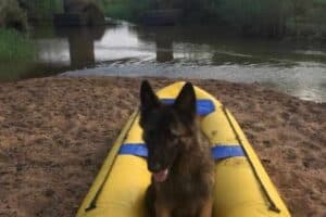 Saps launches probe after beloved K9 Sky injured at training facility