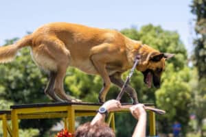guard dog, Saps dog, MP, NSPCA , animal cruelty