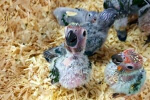 Parrot chicks/ Environmental crime/ DFFE/ Wildlife trafficking