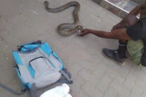 Python/ Saps/ North West