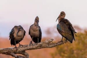 Hadeda nation: SA trapped in discord and conflict amid low growth