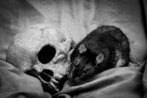 Stanford scientists develop mice with human brains in attempt to further neuroscience studies