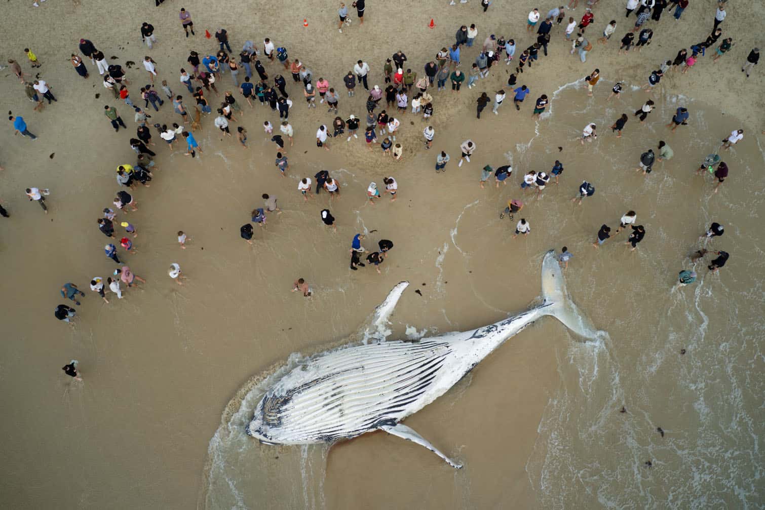 This aerial image shows beachgoers gather around a whale carcass that washed ashore at City Beach in Perth on September 28, 2026. The carcass attracted public attention as local authorities monitored the site and assessed the circumstances surrounding the whale's death. (Photo by Antony DICKSON / AFP)