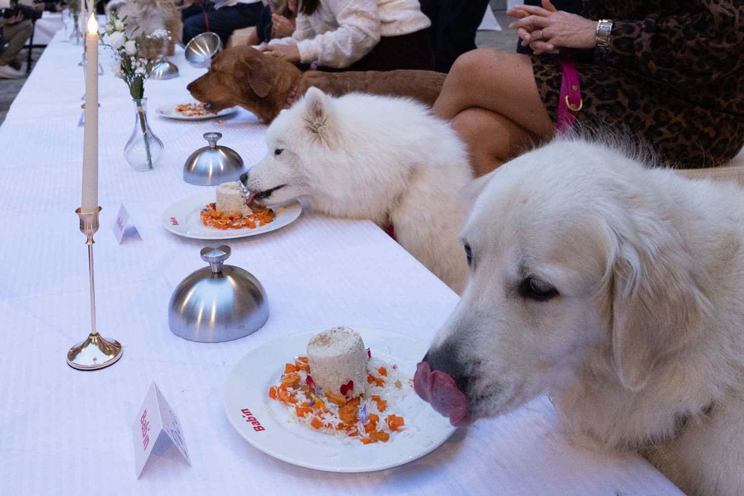 Dogs enjoy their meal during the Grand Dinner for Dogs, organized by French chef Thierry Marx, at the Carnavalet Museum in Paris on September 28, 2026. (Photo by Xavier GALIANA / AFP)