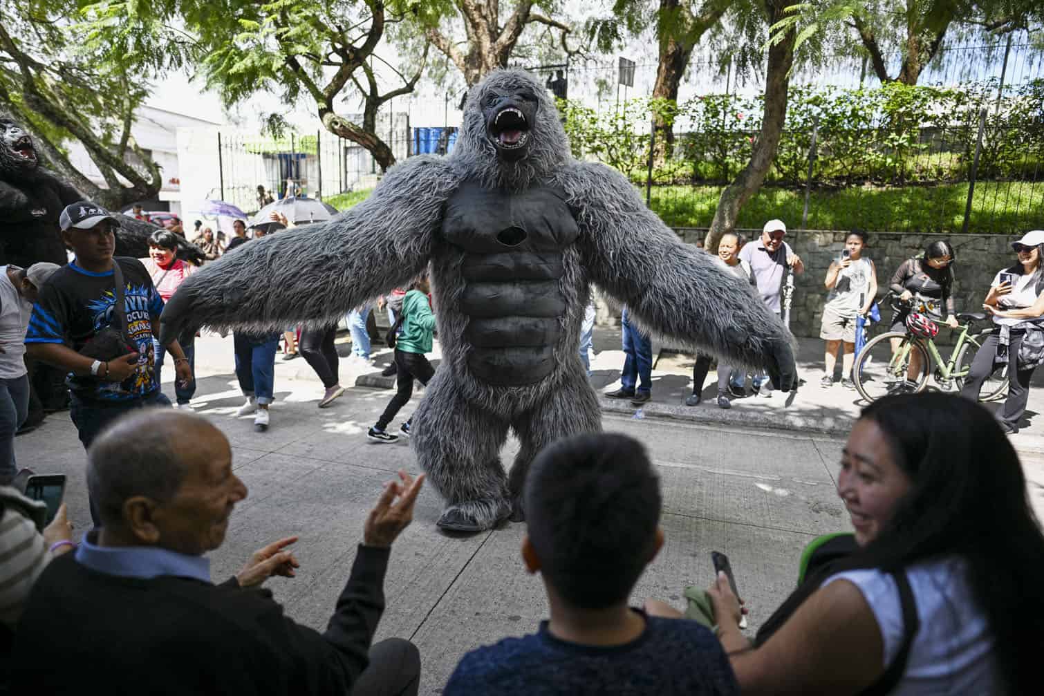A dancer wearing a King Kong costume performs during a "Convite," a traditional dance festival in Guatemala City on September 27, 2026. (Photo by Johan ORDONEZ / AFP)
