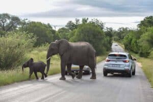 Elephants trample poacher in Kruger National Park illegal incursion