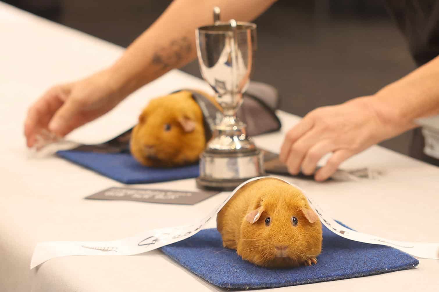 A prize-winning guinea pig is draped with a winner's ribbon during the New Zealand National Guinea Pig Show in Taupo on September 26, 2026. The annual event brought together breeders, exhibitors and judges from New Zealand and overseas to compete across a range of guinea pig breeds and classes. (Photo by Ben STRANG / AFP)