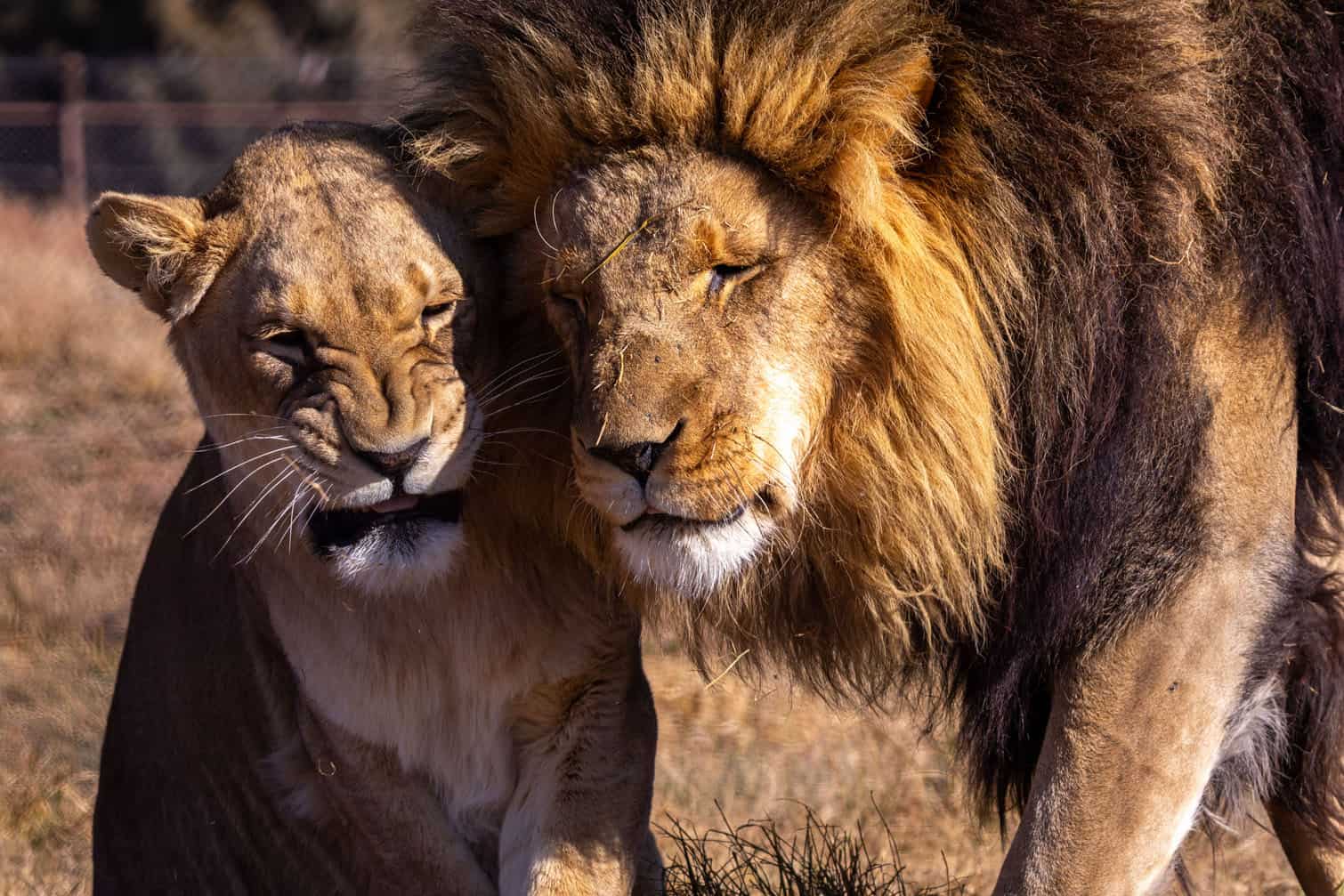 FOUR PAWS is celebrating the 8th Rescueversary of lions Micca and Juba, who arrived at LIONSROCK Big Cat Sanctuary on 13 September 2018 after being rescued from a farm where they had been kept for security purposes. Originally purchased as cubs from a breeding facility by a woman living alone on her farm following her husband’s passing, the lions were surrendered to FOUR PAWS after a fire swept through the enclosure, leaving their future uncertain. Today, the rescued lions are thriving in the spacious, species-appropriate environment of the sanctuary they now call home. Picture: FOUR PAWS