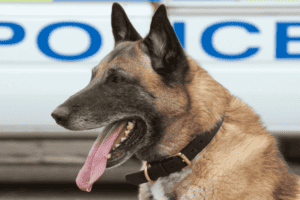 Sky's death raises fresh questions over Roodeplaat K9 care