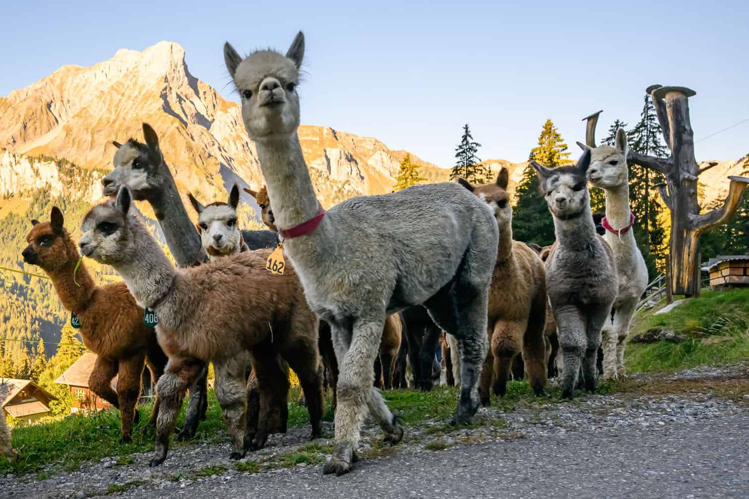 Alpacas (Lama pacos) of breeders Arnold and Toni Luginbuehl family and Uli Lippl are being moved to the valley at sunrise during the traditional "alpabzug" in German or "desalpe" in French, a Swiss festival to mark herds coming in from mountain pastures, in Griesalp aera above Kiental on September 22, 2026. Around seventy alpacas were herded down to the valley before being loaded onto a livestock truck and transported to their winter farm located in Aeschi near Spiez, in the Swiss Bernese Oberland. (Photo by Fabrice COFFRINI / AFP)
