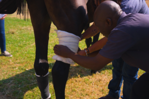 Hollywoodbets horse welfare