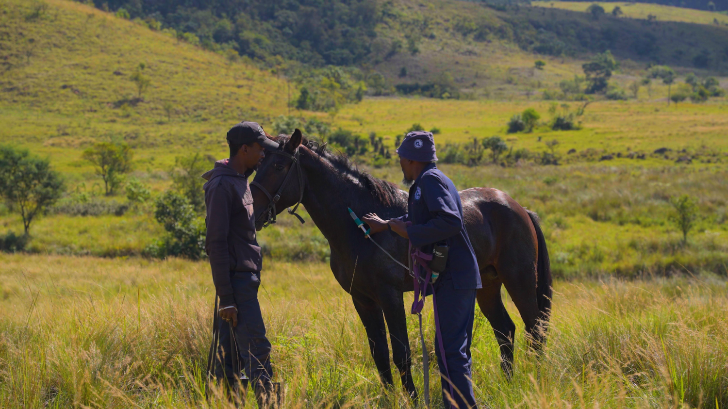 Hollywoodbets horse welfare