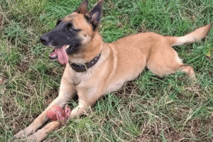 saps, dog, sky, abuse, ian cameron