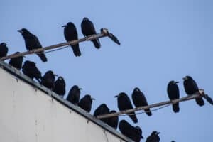 Murder of crows returns in the suburbs and stares directly into my soul