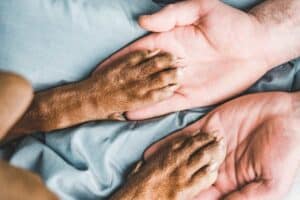 Over 100 dogs ill after contaminated water at Centurion SPCA