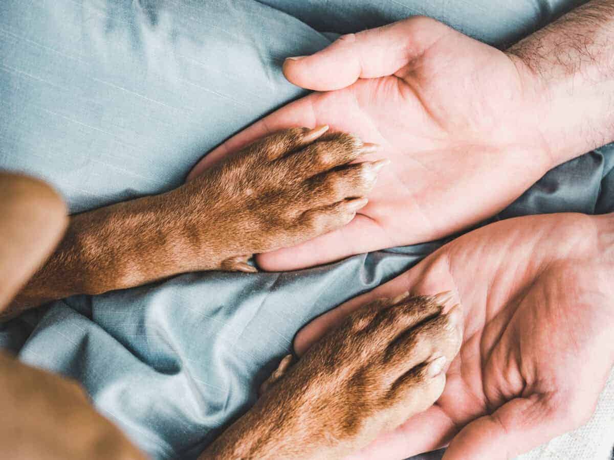 Over 100 dogs ill after contaminated water at Centurion SPCA