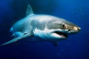 East London swimmer killed in shark attack as popular beaches close