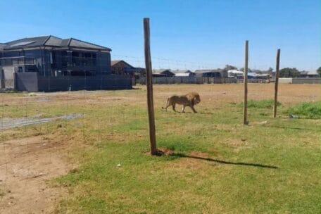 Saps confirm lion roaming in Vaal areas has been found and will be ...