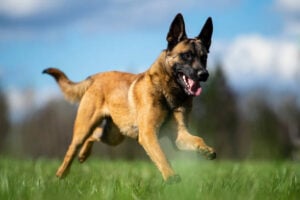 'Sky went through unnecessary suffering': NSPCA lays charges against Saps officers for animal cruelty