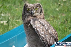 The approximately 12-week-old baby Spotted Eagle Owl that was released back into the wild.