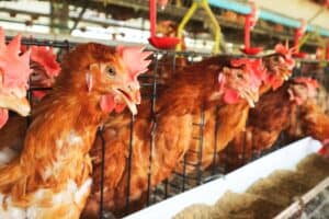 another-chicken-disease-outbreak