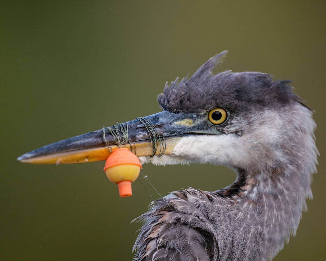 A great blue heron has a fishing line and bobber tangled around its beak in this photograph titled Not a Good Day Fishing by American photographer Kent Stuart. The image was taken at a pond in Warren County, New Jersey, where Stuart was photographing waterbirds when the heron landed nearby. The discarded fishing equipment highlights the dangers of litter and lost tackle to wildlife. The photograph received a Gold Award in the Conservation category. Picture: Kent Stuart